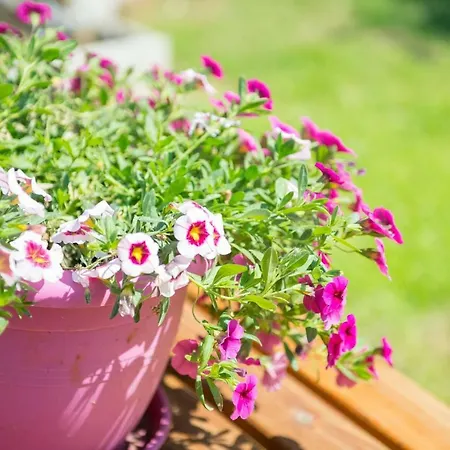 Giannis αdults Only 3*