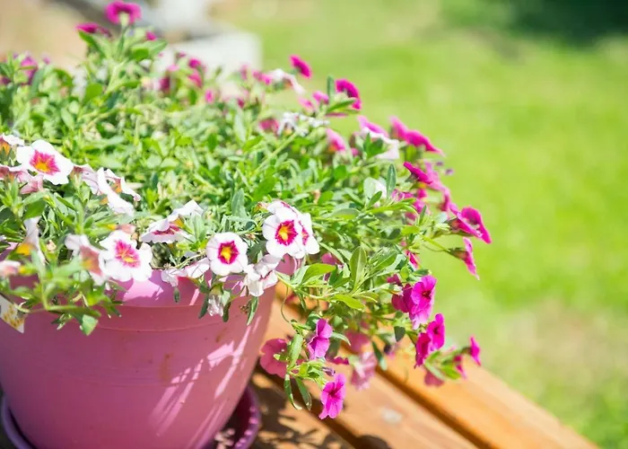 Giannis αdults Only 3*